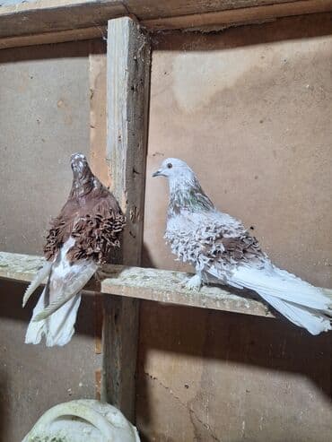 Кошки: Hazır bala verən cüt kirplər Satlır — 2