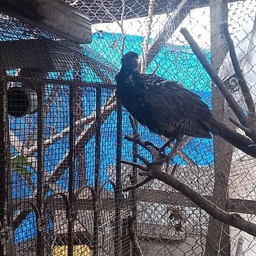 şəffaf su: Məhsul: Qırqovul (Canlı quş) Təsvir: - Növ: Qırqovul (uzun quyruqlu — 3