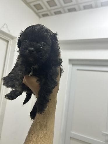 ilan dermani: Malta bolonka, 2 ay, Dişi, Peyvəndli, Pulsuz çatdırılma — 4