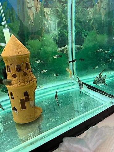 aqvarium: Malinezi orta olcu 1 manat danyo tul quyruq irili xirdali 1 manat — 1