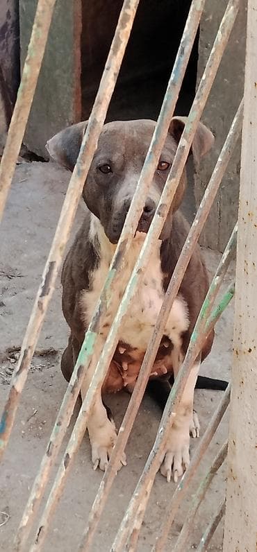 i̇t kanqal: Pitbul, 2 il, Dişi, Ünvandan götürmə — 5