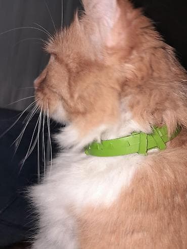 lalafo pisik satisi: Dişi, Yaxşı əllərə, Pulsuz çatdırılma — 4