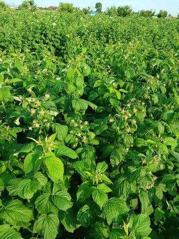 qeyri adi tort sekilleri: Məhsul: Təzə moruq (bağdan yığılmış) Təsvir: - Şirin, ətirli və — 7