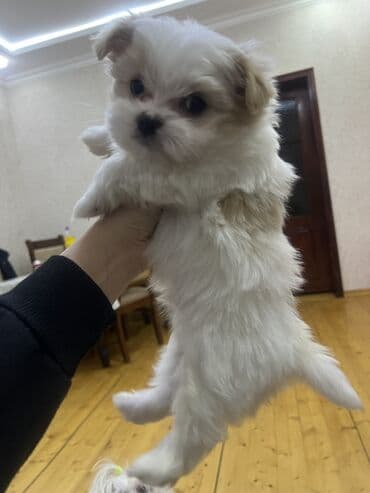 cib iti: Ana atasının Seklı var 1aylıq erkek bala Miniatür it balası – yığcam — 1