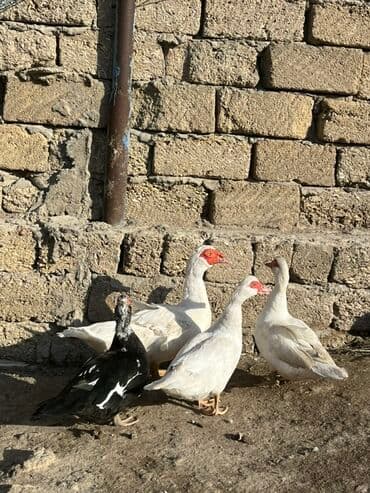 kayuqa ordək: Erkək, | Lal ördək, Damazlıq, Ünvandan götürmə — 6