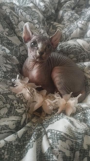 Девочка сфинкс Эльф кушает самостоятельно ходит в лоток 2 месяца