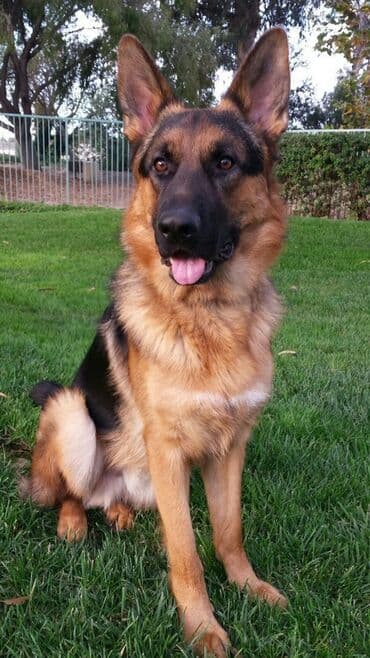 немецкая овчарка: Alman çoban iti — 2