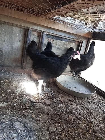 heyvan bazari quslar: Toyuq, Australorp, Damazlıq — 2