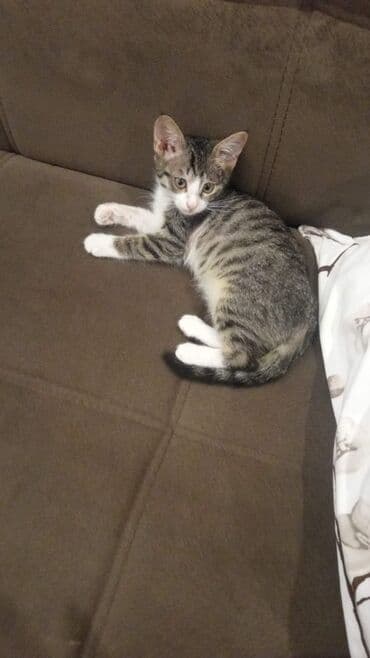 maykonq pişiyi: Tabbi, Dişi, Yaxşı əllərə, Ünvandan götürmə — 1