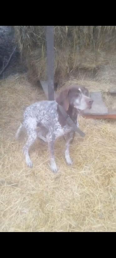 lalafo.az heyvanlar itler: 3 il, Erkek, Ünvandan götürmə — 1