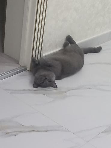 şotlan pişiyi: Britan, Dişi, Yaxşı əllərə, Ünvandan götürmə — 5