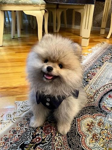 Şpitz lalafo.az -da Şpitz