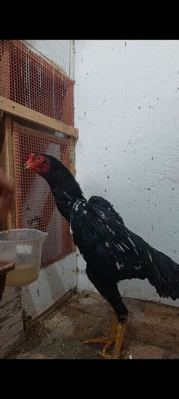 Коровы, быки: O shamo Safqan döyüş tipli xoruz (uzunboyun, qara lələklər üzərində ağ — 3