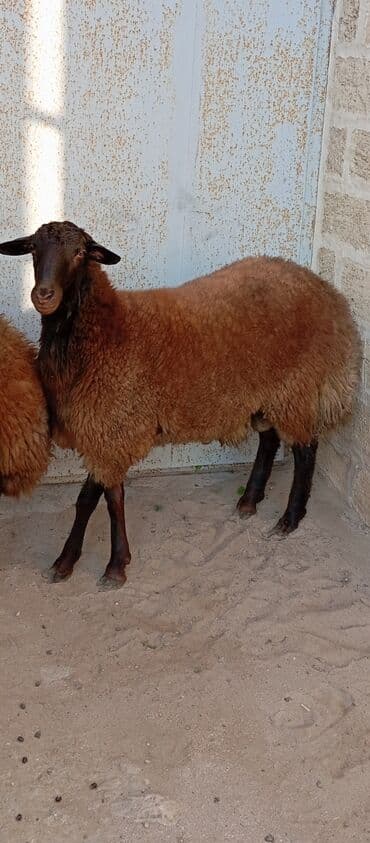 simental inekler azerbaycanda: Salam ünvan bakınin maştağa Kendi obşi 3 baş qoçlar qala sortu reyal — 3