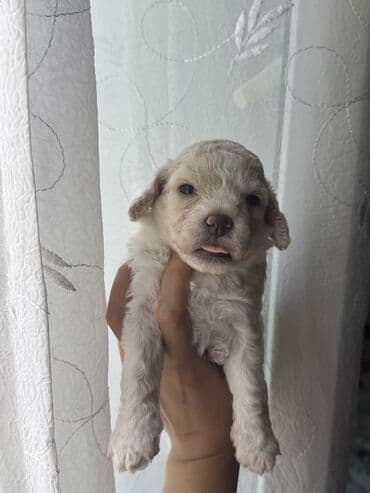 pudeler: Pudel, 1 ay, Erkek, Ünvandan götürmə — 1