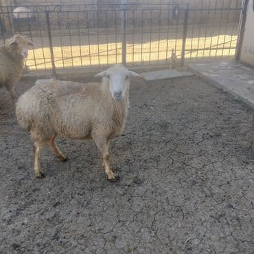 heyvan satışı tap az: Qoyunlar boğazdır ikiside — 5