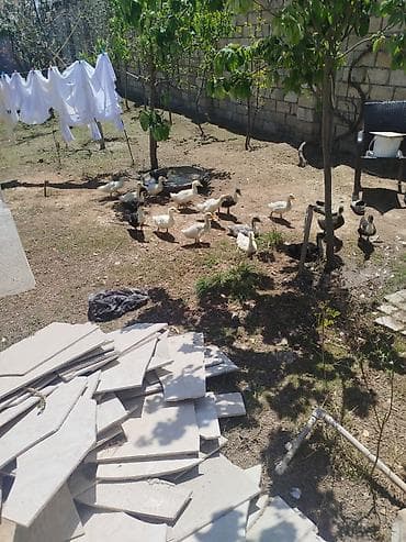pişik satışları: Kuban ördəyi satlir 18ədəddi — 2