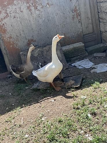 ucuz ev iti: 3 ədəd linda qazı satılır 1 xoruz,2 fərə 1 yaşındadırlar küh yatmağa — 1