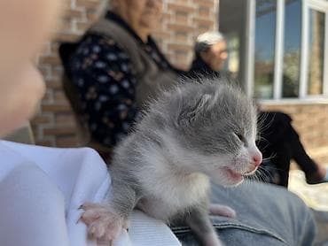 bala pişiy: Şotland, Erkək, Dişi, Yaxşı əllərə, Ünvandan götürmə — 5