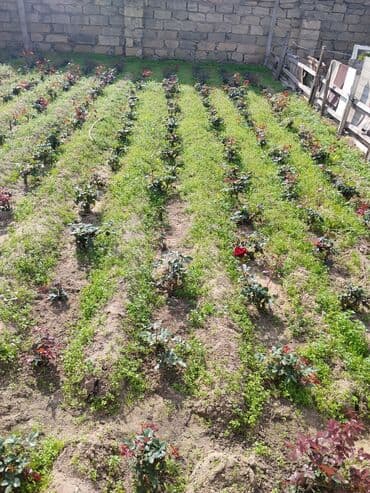 gül toxumları satışı: Şitillər — 6