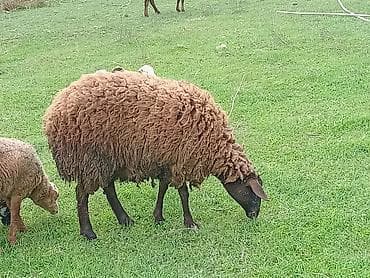 balaca quzu: Qoyun (qəhvəyi yunlu) Qala qoyunu toglu 1nci qarna bogaz - Cins tipi — 9