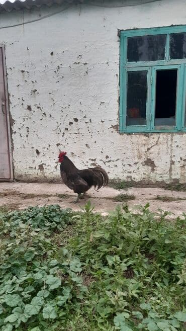 cins ineklerin satisi: Avstrolorp blue 3.5 yaş . damazlıq üçün əla xoruzdu.qan dəyişimi üçün — 7