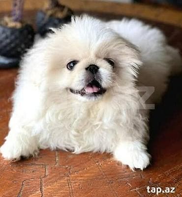 Pekines, 7 ay, Dişi, Peyvəndli, Ünvandan götürmə