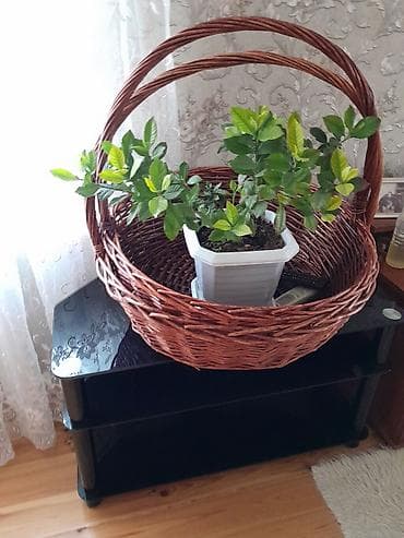 masaj birja 2021: Buketlər, səbətlər — 2