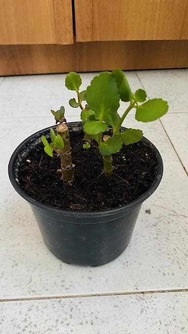 kalanxoye bitkisi: Kalanxoe (Kalanchoe blossfeldiana) – saksı bitkisi - Rəngli, çoxlu — 5