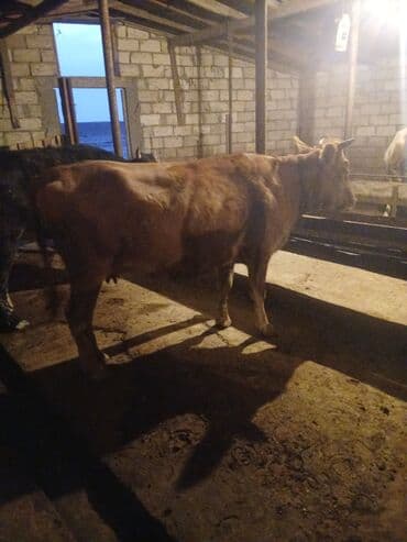 qaz ordek satisi: Dişi, il: 3, Damazlıq, Ünvandan götürmə — 2