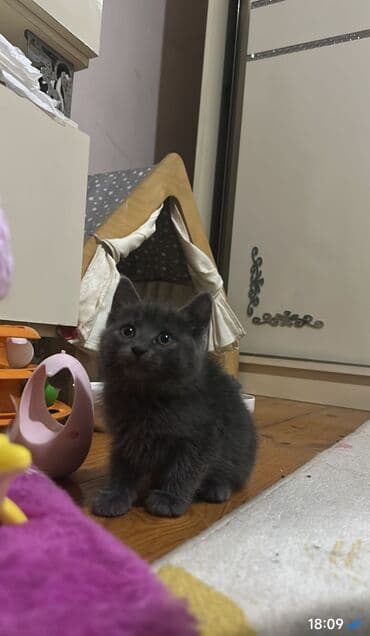 pişik biti: Britan, Erkək — 1