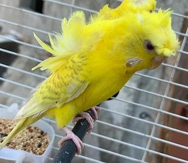 əbabil quşunun qiyməti: Yaponic cütü 70 azn — 4