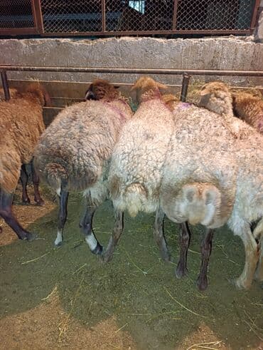 Qoca yem qoyunları satilir bogazdilar qiymətdə razılaşmaq olar