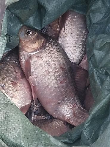 2 denesi bir kilo gelir karp baligi topdan satiw