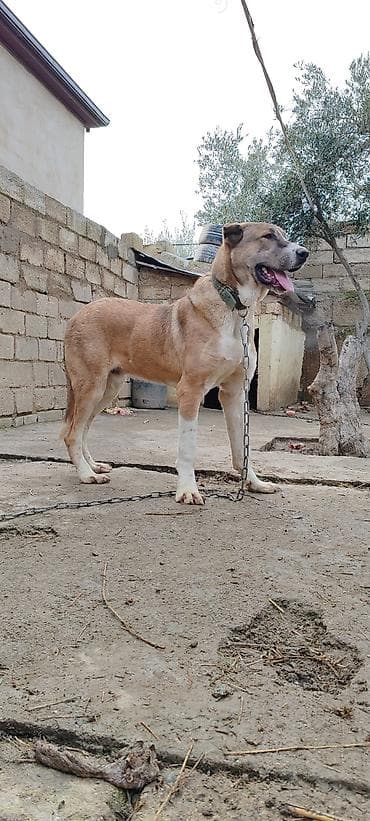 ov iti satisi: Kanqal — 2