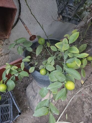 gül toxumları satışı: Agaclar limon🍋 mandalin apersin kinkan fexo diger agaclarda mövcudur — 5