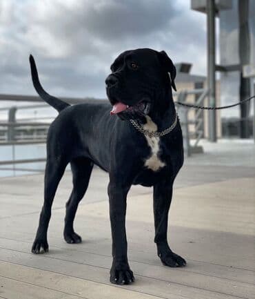 хомяк цены: Кане-корсо, 3 месяца, Самец, С родословной — 13