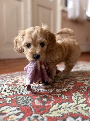 en ucuz itler: Malta bolonka, 2 ay, Dişi, Peyvəndli, Ünvandan götürmə, Pulsuz çatdırılma — 6