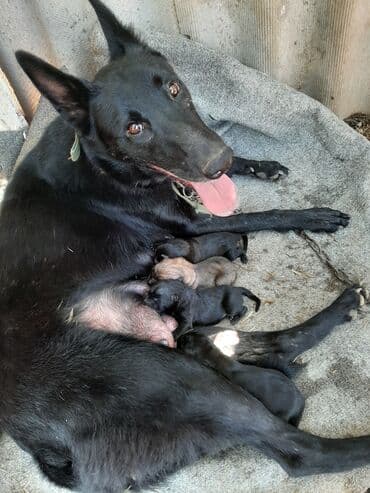 Gəmiricilər: Peyvəndli — 4