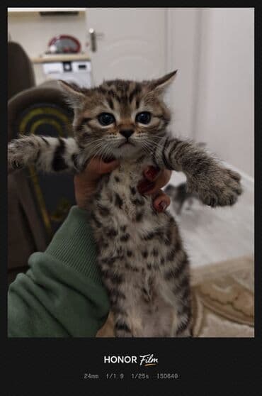 xaski balaca: Şotland, Erkək, Dişi — 2