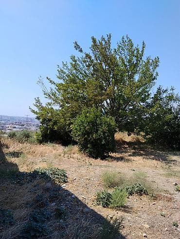 Tikinti — 6