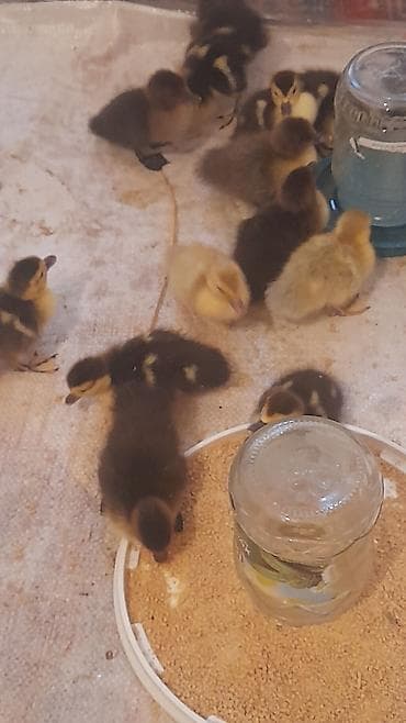 xaski bala: 3 günlük balalar lavanda zümrüdü macar krasnadar 5 m — 4