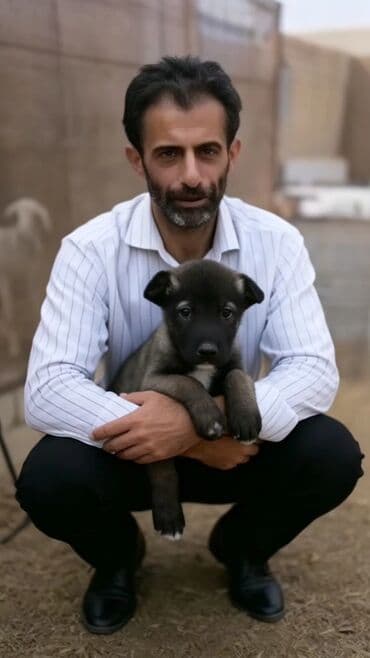 Digər heyvanlar: Kanqal, 2 ay, Erkek, Peyvəndli, Ünvandan götürmə, Ödənişli çatdırılma, Rayonlara çatdırılma — 3