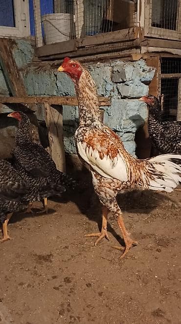 qeweng it adlari: Heyratı Pileymut yumurtaları satılır isdeyen vacapdada elaqe saxlaya — 3