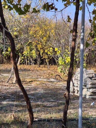 Qarajlar: 8 sot, Mülkiyyətçi, Kupça (Çıxarış), Texniki pasport — 7