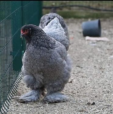 Gəmiricilər: Toyuq, Brama, Damazlıq — 4