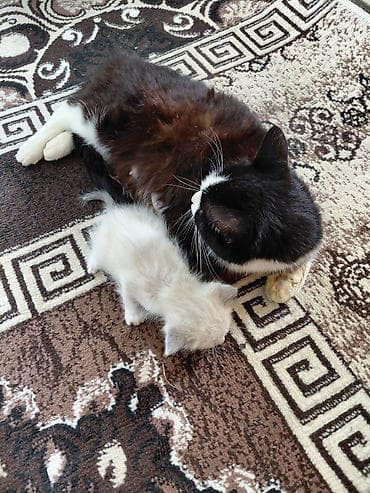 sort keci: Yaxşı əllərə — 3