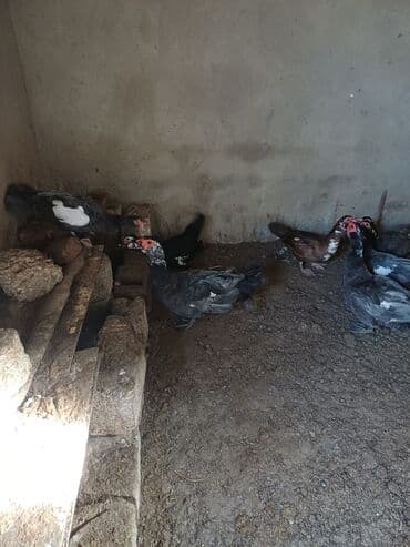 ağ ördək: Erkək, | Macar, Damazlıq, Ünvandan götürmə — 1