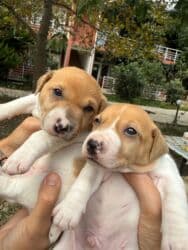 джек рассел терьер бишкек: Cek rassel teryer, 1 ay, Erkek, Ödənişli çatdırılma — 5