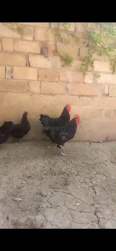 ucuz quslar: Avstralop ailesi 8 eded 6 fere 2 xoruz yumurtayırlar arginal — 3